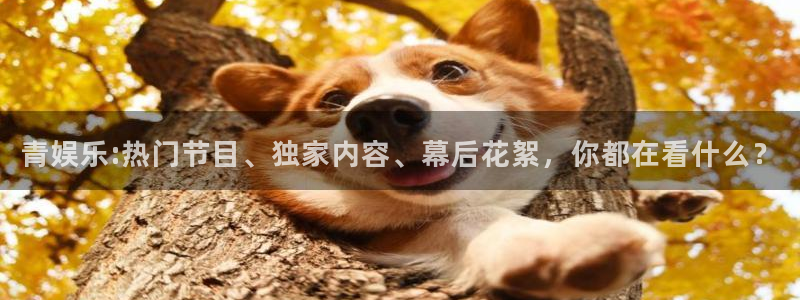 新宝5强制退款流程详解